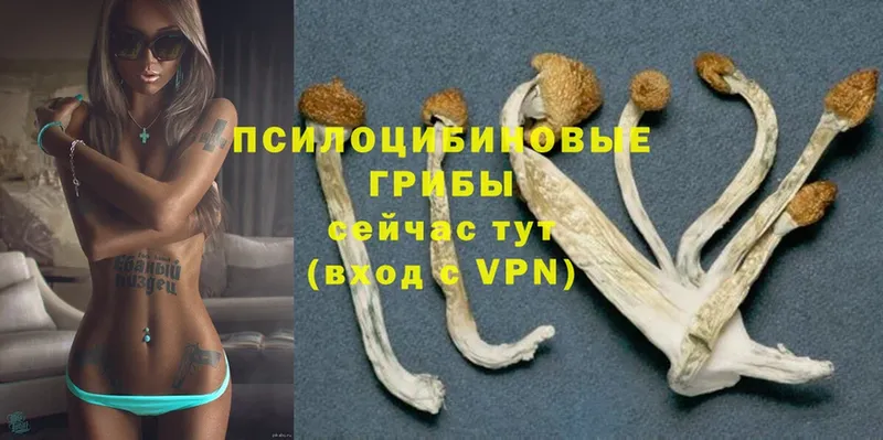 Галлюциногенные грибы Psilocybe  Обнинск 